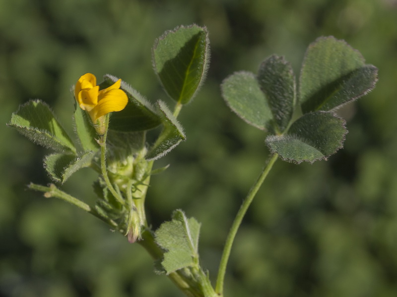 Medicago litoralis.04