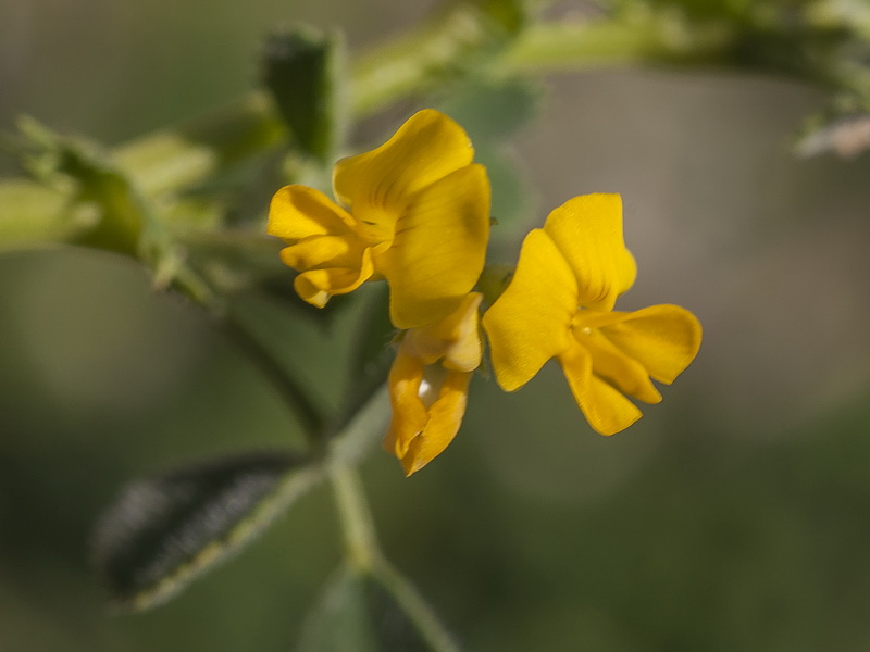 Medicago litoralis.06