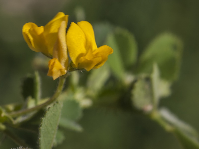 Medicago litoralis.07