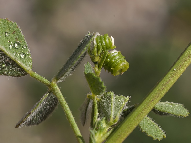 Medicago litoralis.08