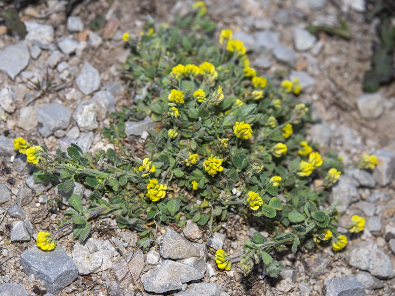 Medicago lupulina.01