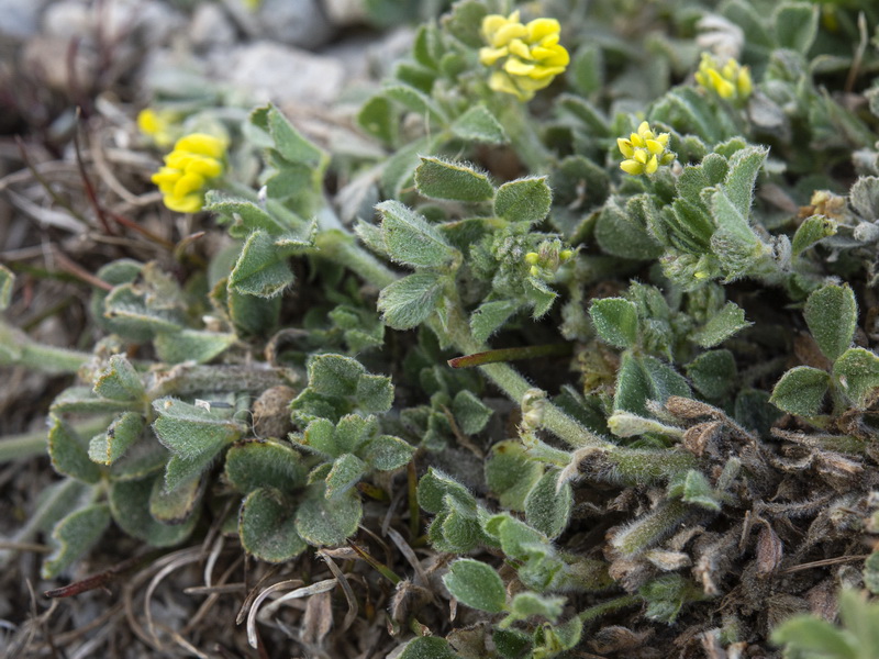 Medicago lupulina.02