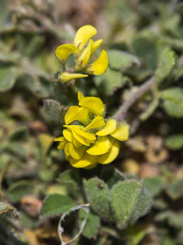 Medicago lupulina.05