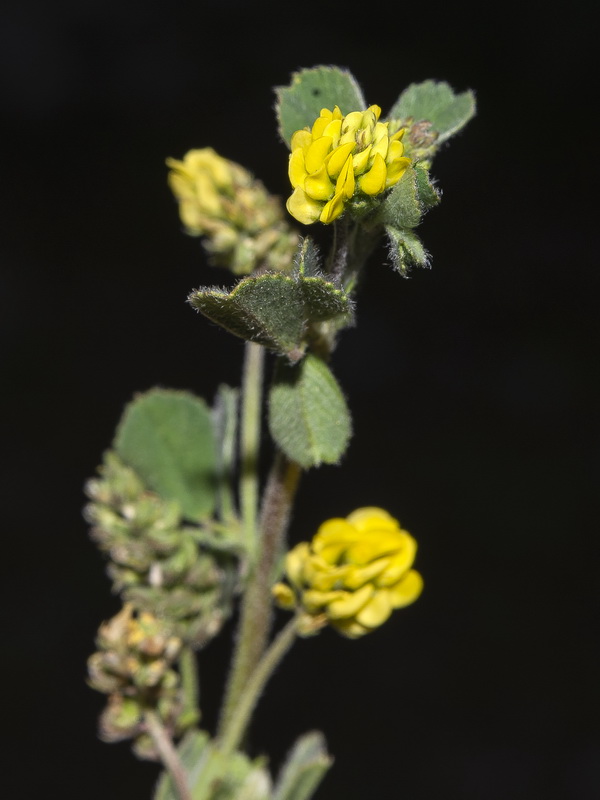 Medicago lupulina.06