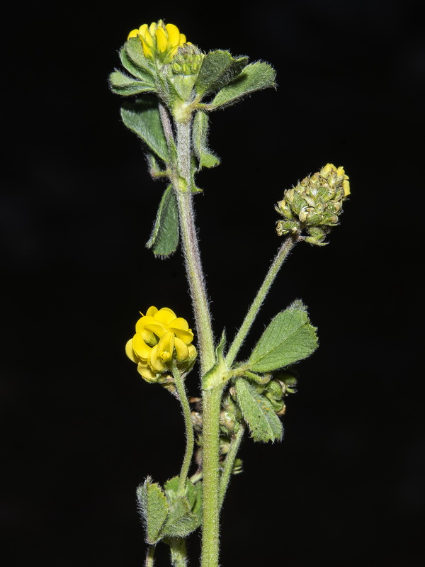 Medicago lupulina.08