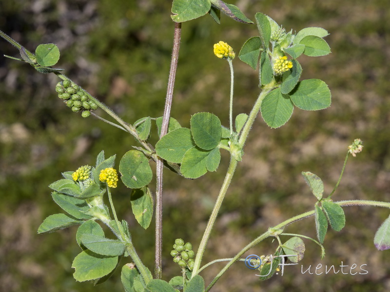 Medicago lupulina.11