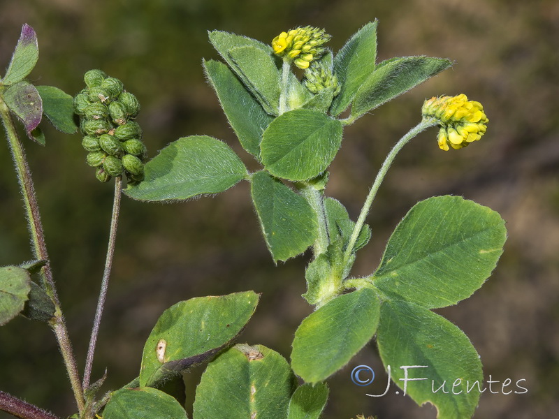 Medicago lupulina.13