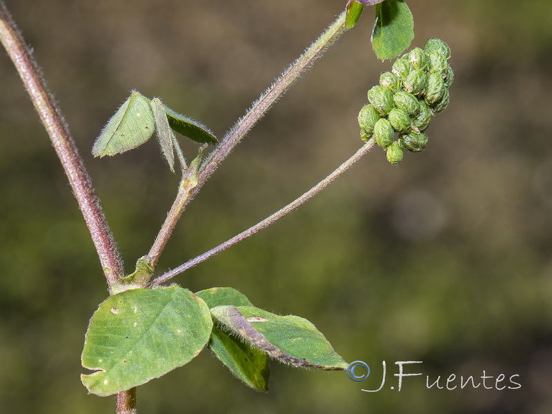 Medicago lupulina.14