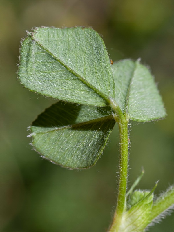 Medicago lupulina.27