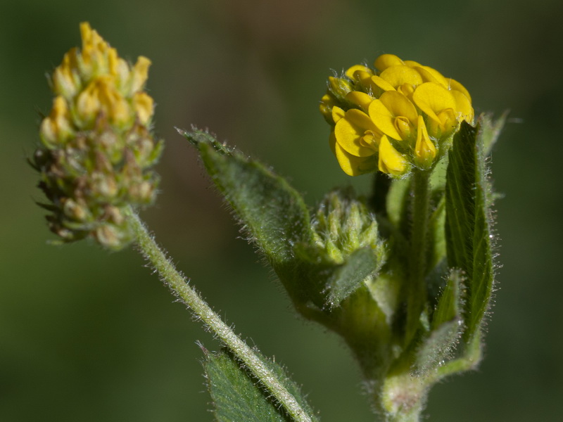 Medicago lupulina.28