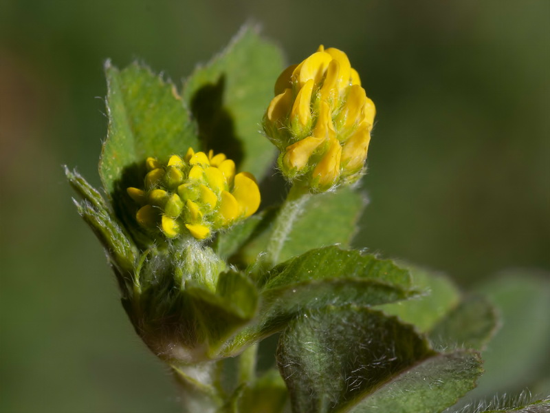 Medicago lupulina.29