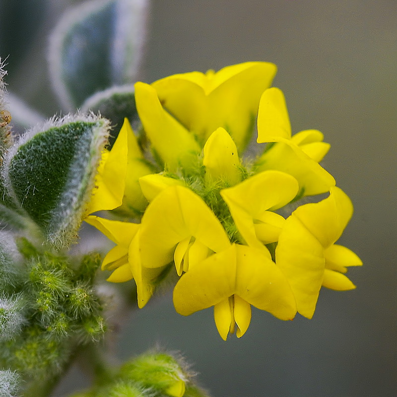 Medicago marina.10