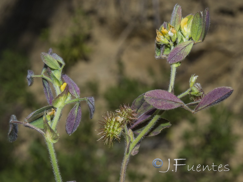 Medicago minima.01