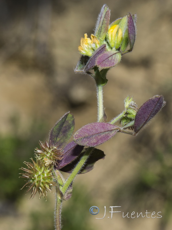Medicago minima.02