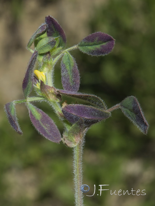 Medicago minima.03