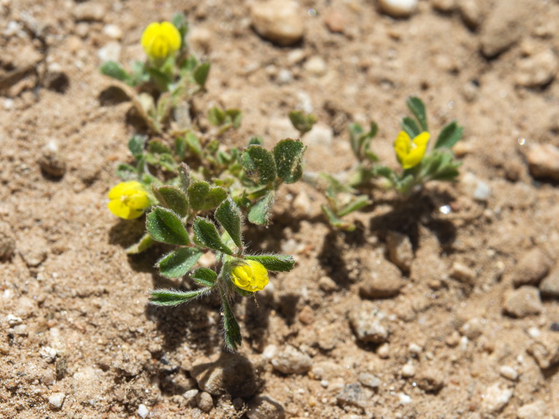 Medicago minima.14