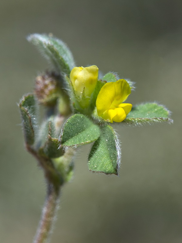 Medicago minima.21