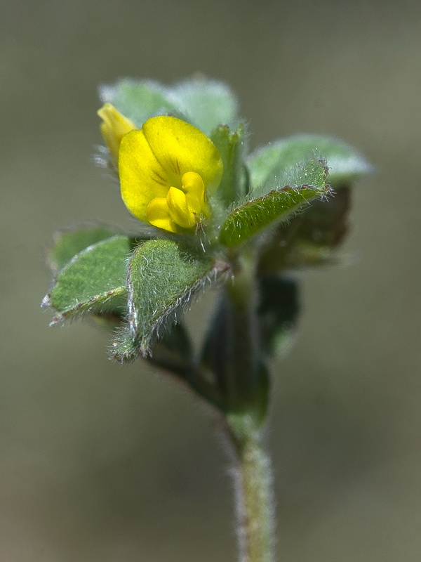 Medicago minima.22