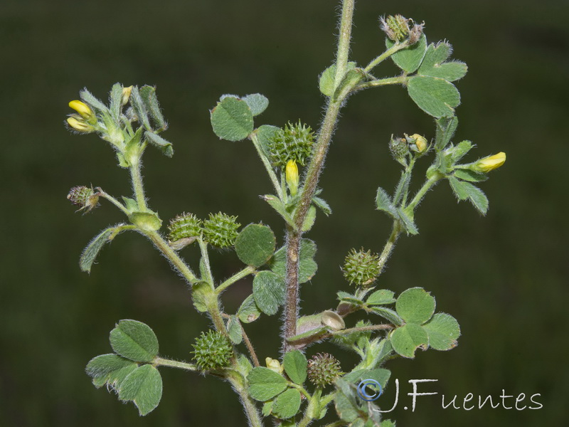 Medicago minima.15