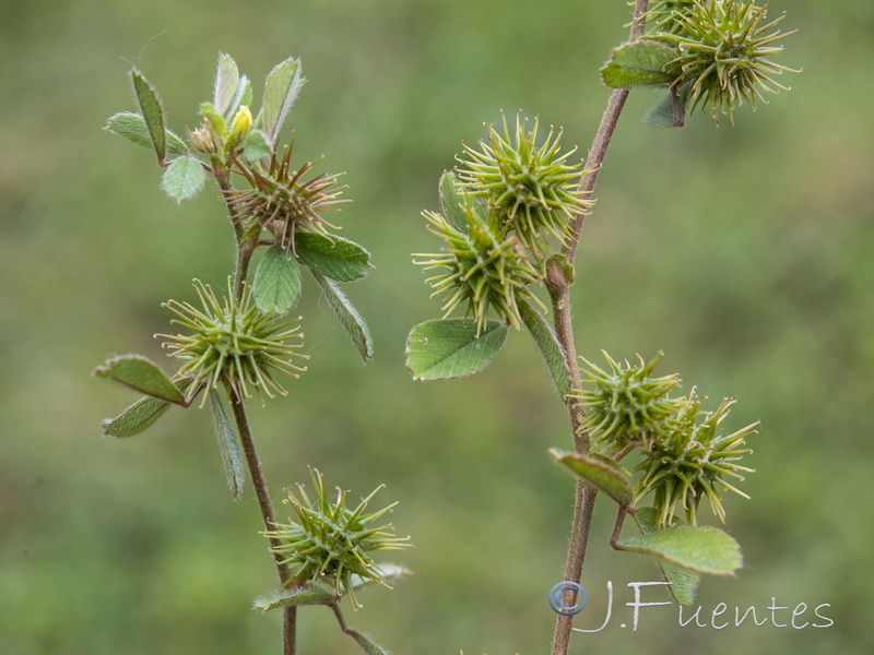 Medicago minima.28