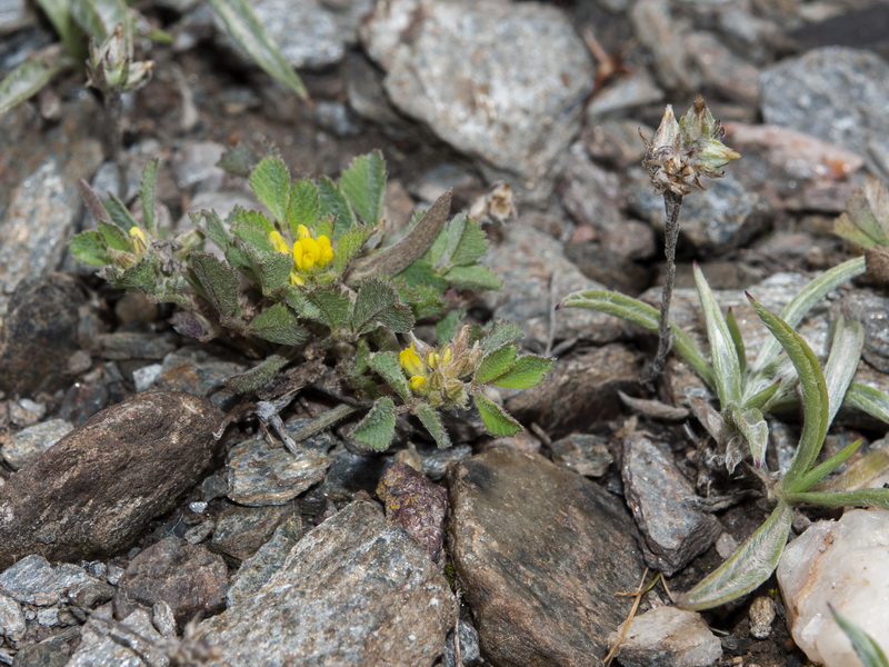 Medicago monspeliaca.01