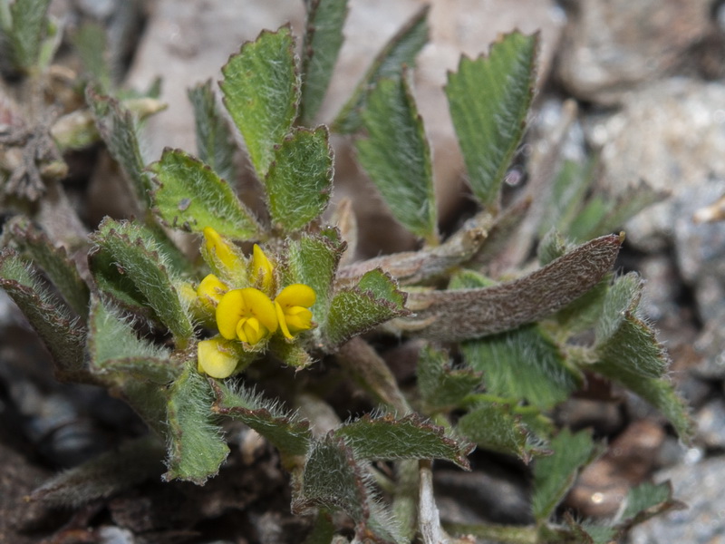 Medicago monspeliaca.02