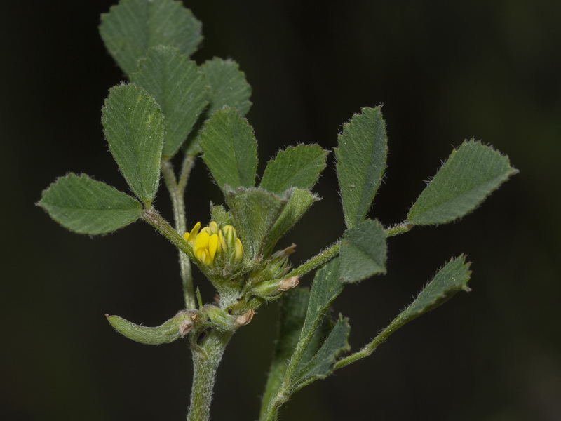 Medicago monspeliaca.04