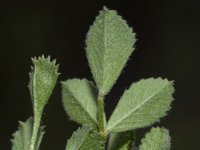 Medicago monspeliaca.05