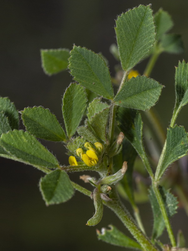 Medicago monspeliaca.06