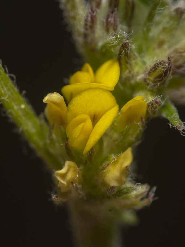 Medicago monspeliaca.09
