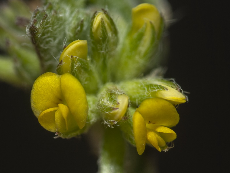 Medicago monspeliaca.11