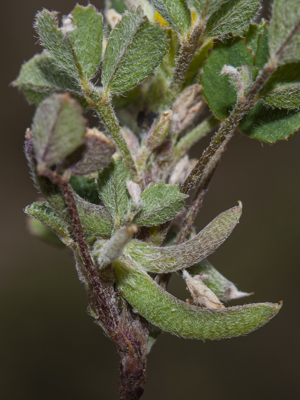 Medicago monspeliaca.12