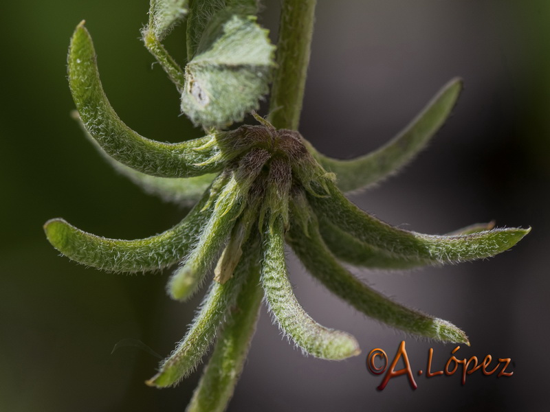 Medicago monspeliaca.16