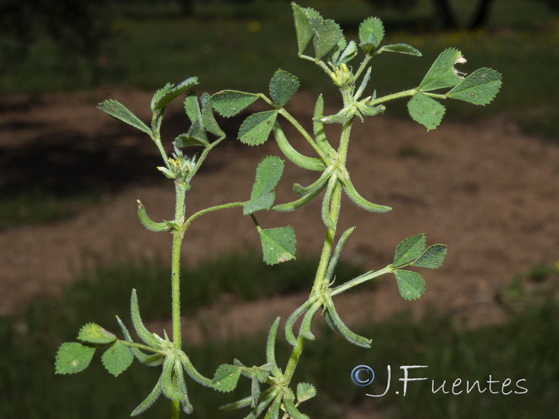 Medicago monspeliaca.12