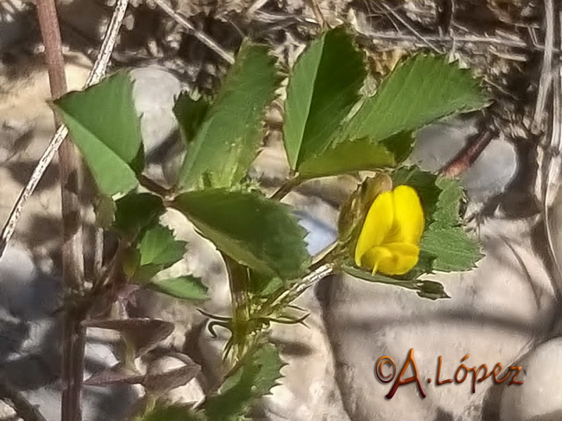 Medicago orbicularis.01