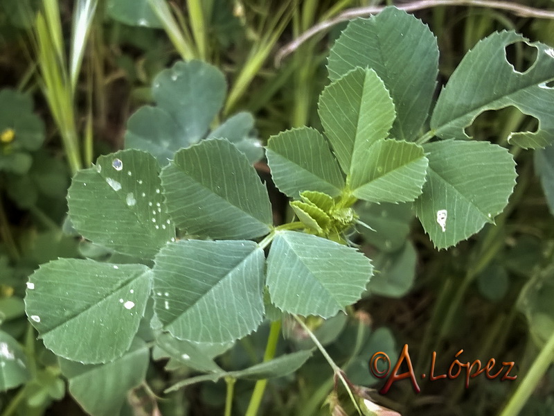 Medicago orbicularis.02