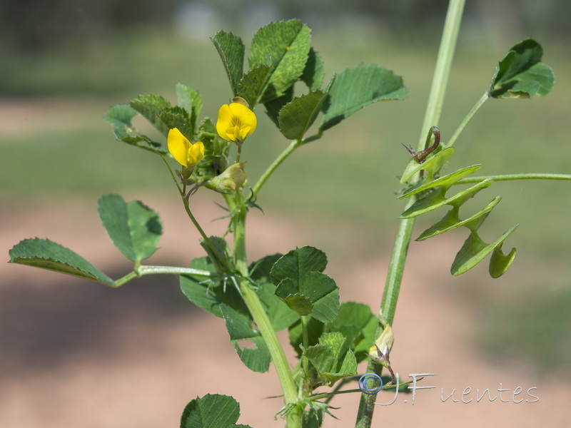 Medicago orbicularis.05