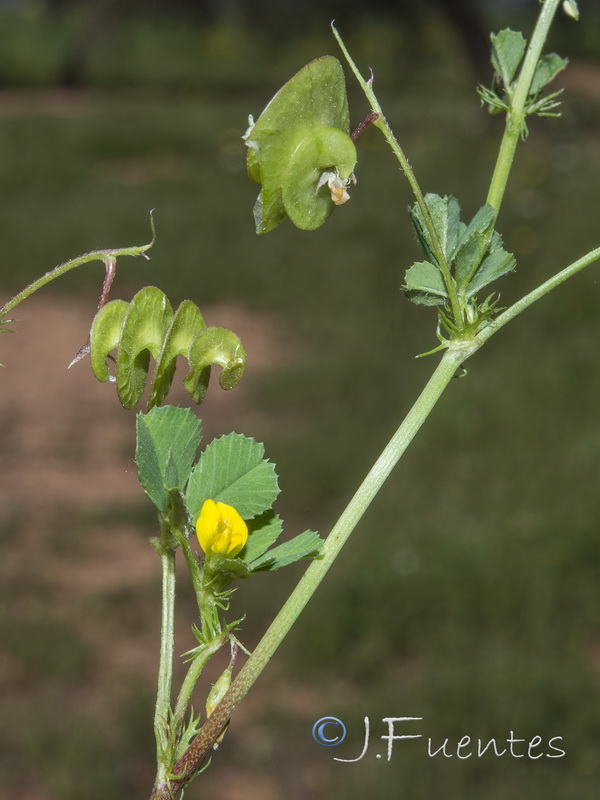 Medicago orbicularis.07