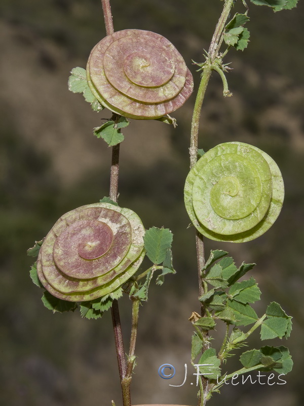 Medicago orbicularis.08