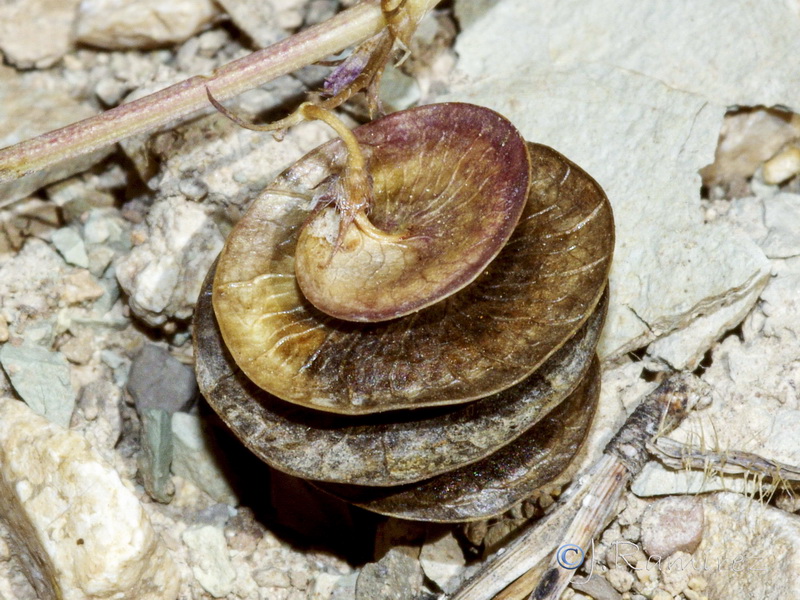 Medicago orbicularis.09