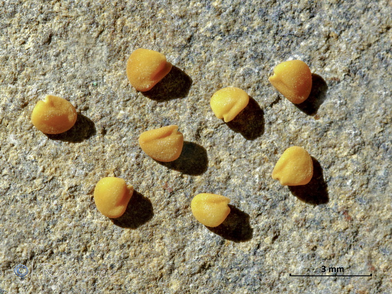 Medicago orbicularis.14