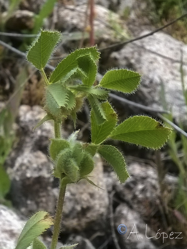 Medicago ovalis.03