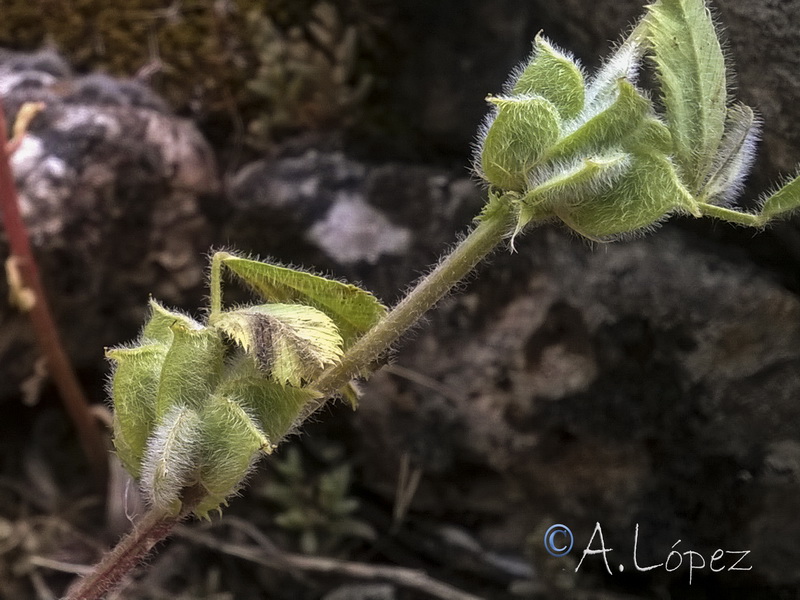 Medicago ovalis.06