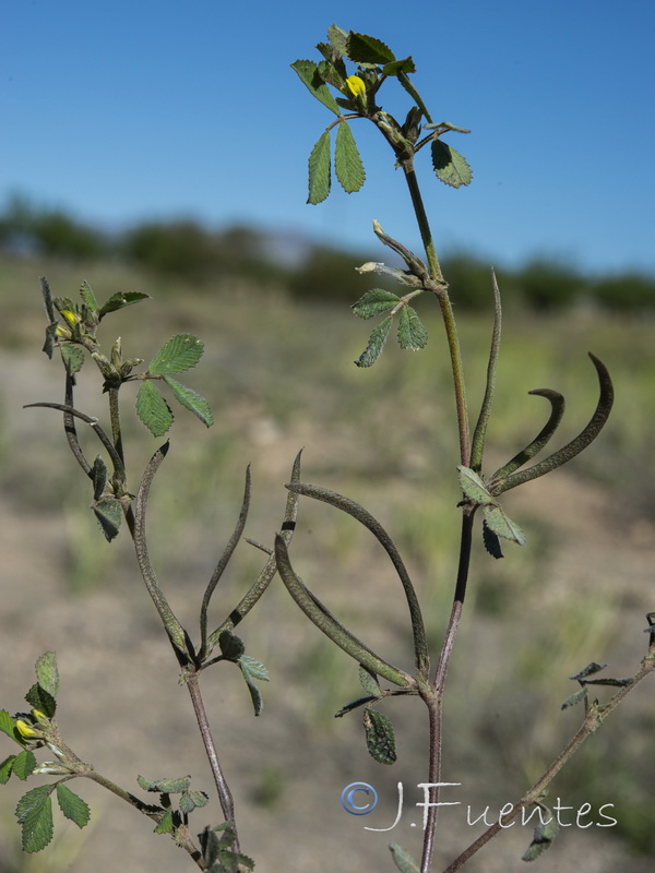 Medicago polyceratia.02