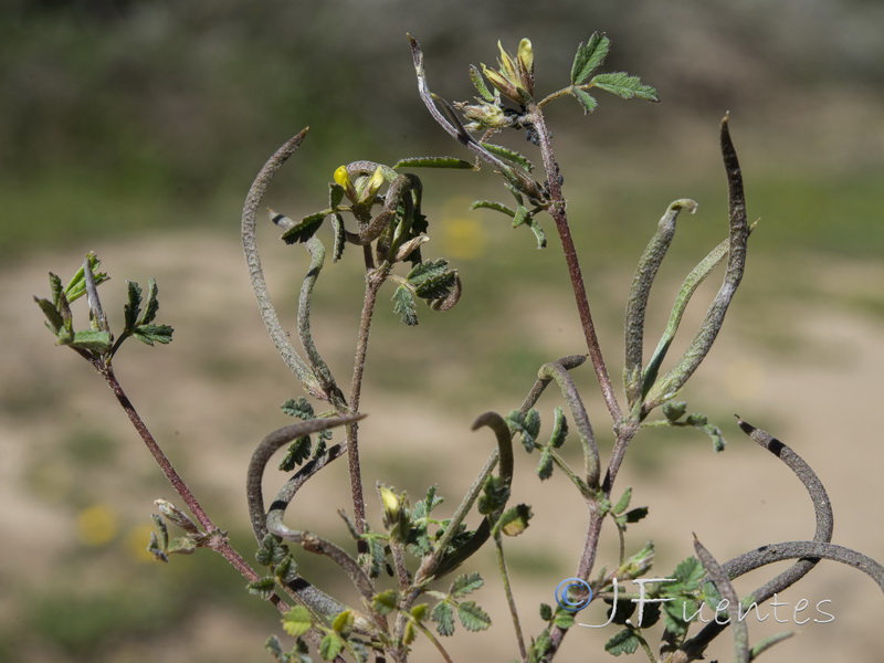 Medicago polyceratia.03