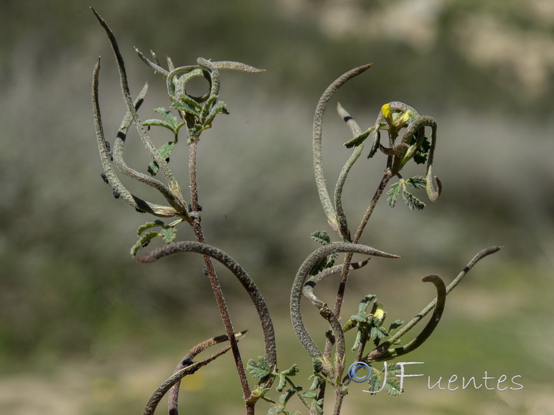 Medicago polyceratia.04