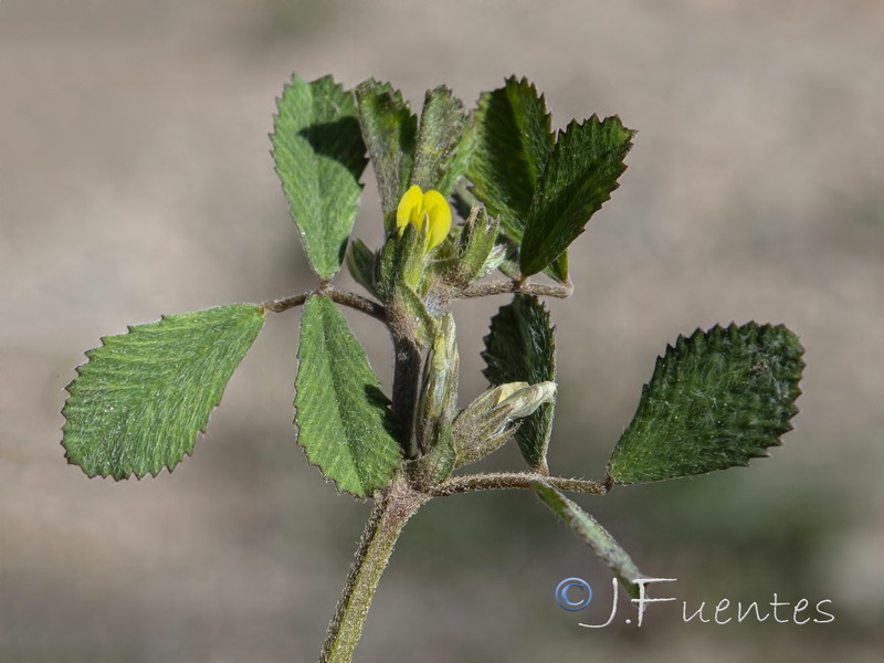 Medicago polyceratia.05