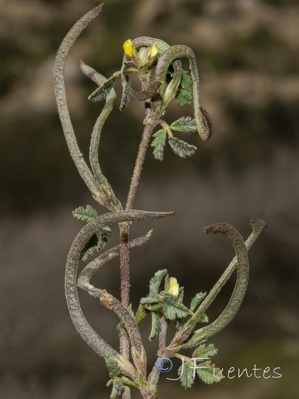 Medicago polyceratia.07