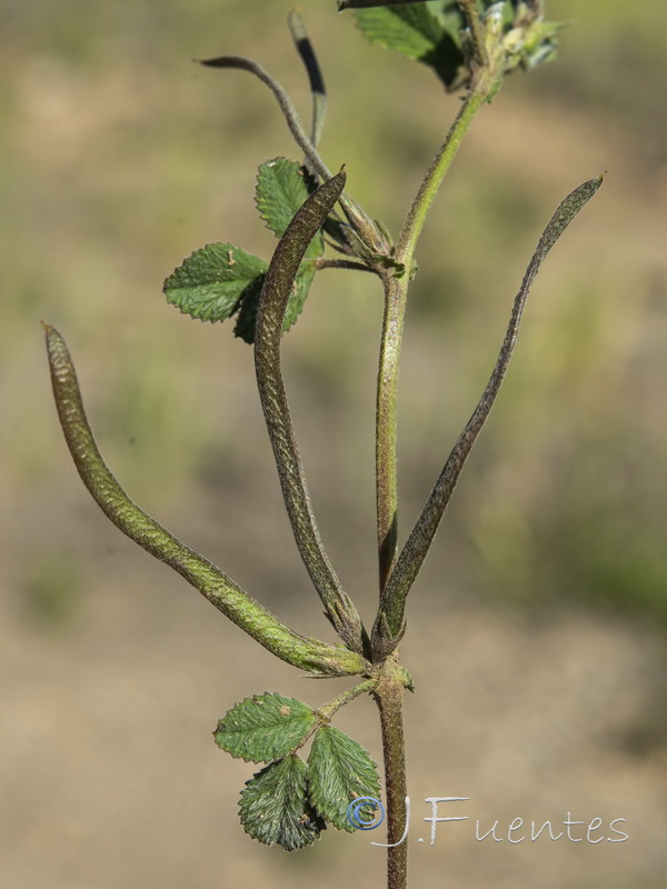 Medicago polyceratia.08