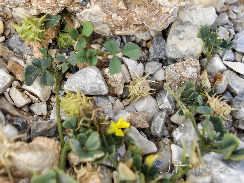 Medicago polymorpha.01